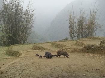 Head in the clouds in Sapa