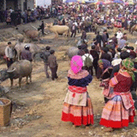 Sapa Markets